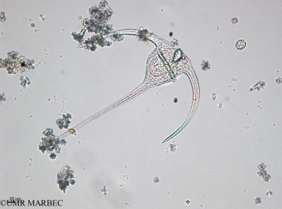 phyto/Bizerte/bizerte_bay/RISCO April 2014/Tripos declinatus (-140729_001_ovl-3)(copy)_thumb.jpg